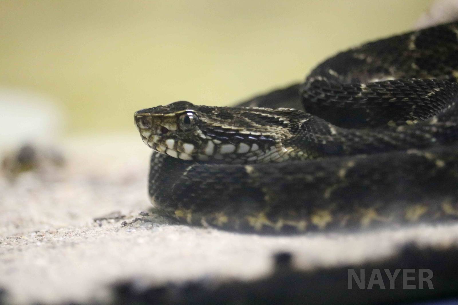 Neuwied's lancehead - Instituto Butantan, April 2016