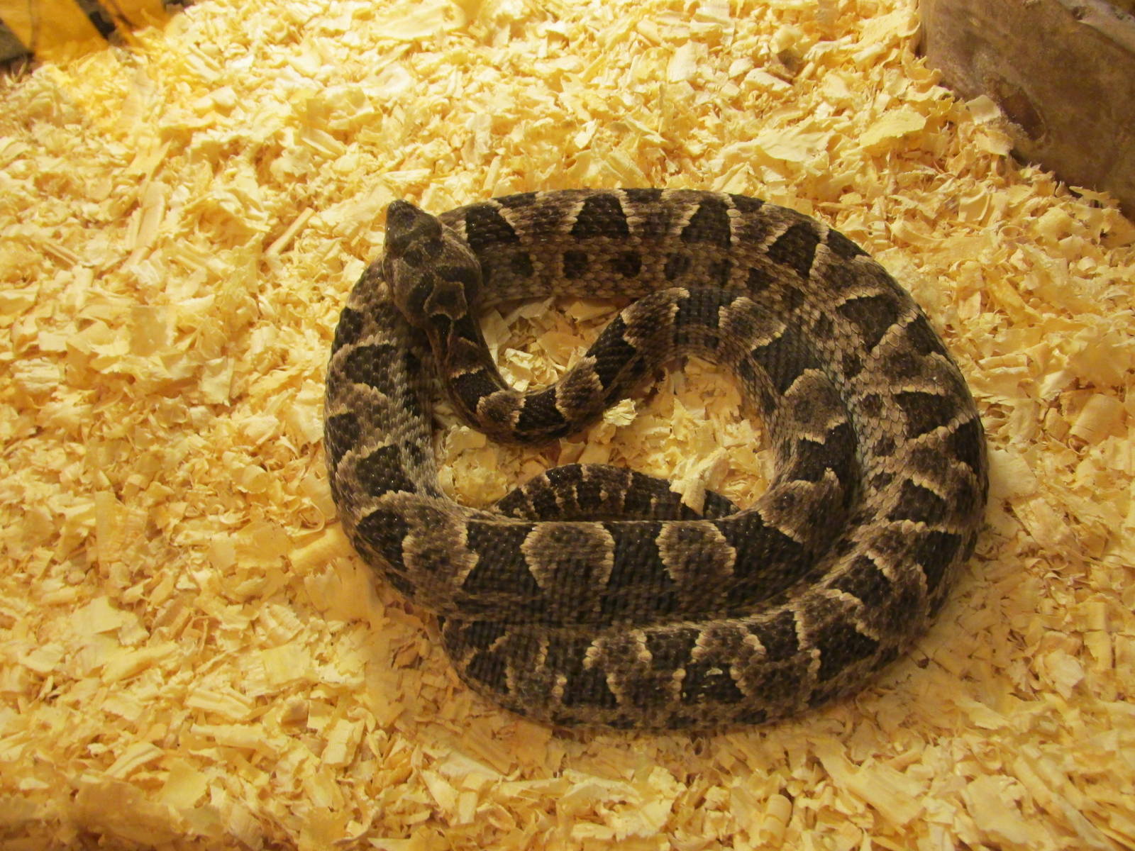 neuwieldi pit viper serpentario mendoza