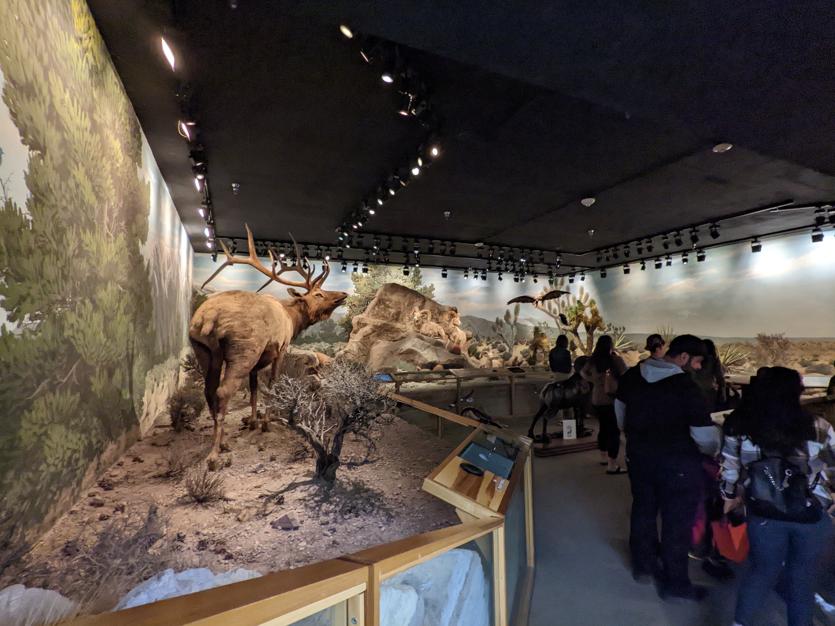 Nevada animals display