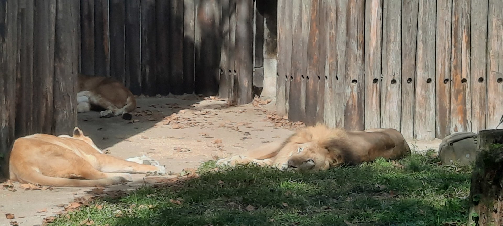 Never Have I Related to a Lion More