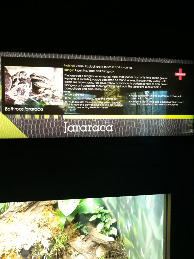 Never heard of this snake