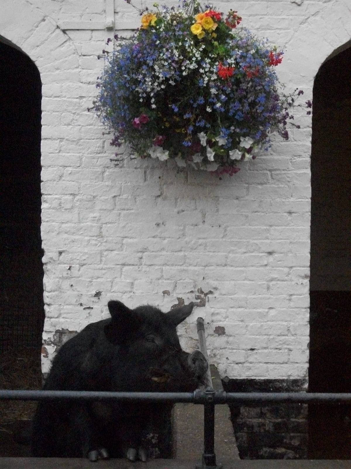 Never mind the rain, Pugwash is waiting for his tea; 10th August 2014