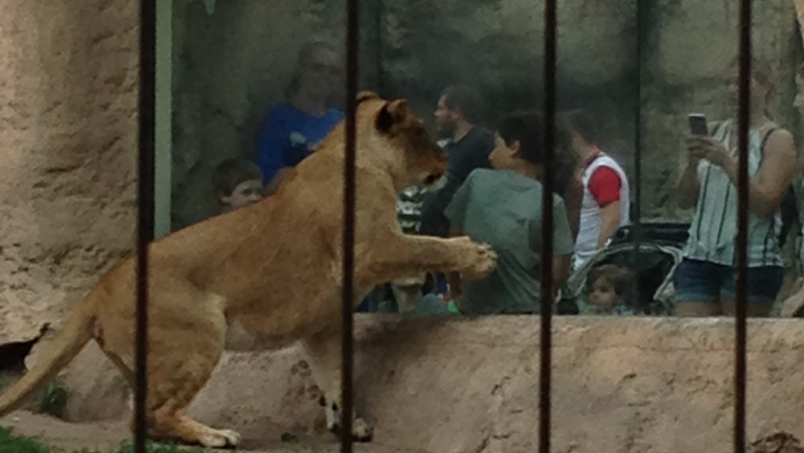 Never Turn your back on a Lion!