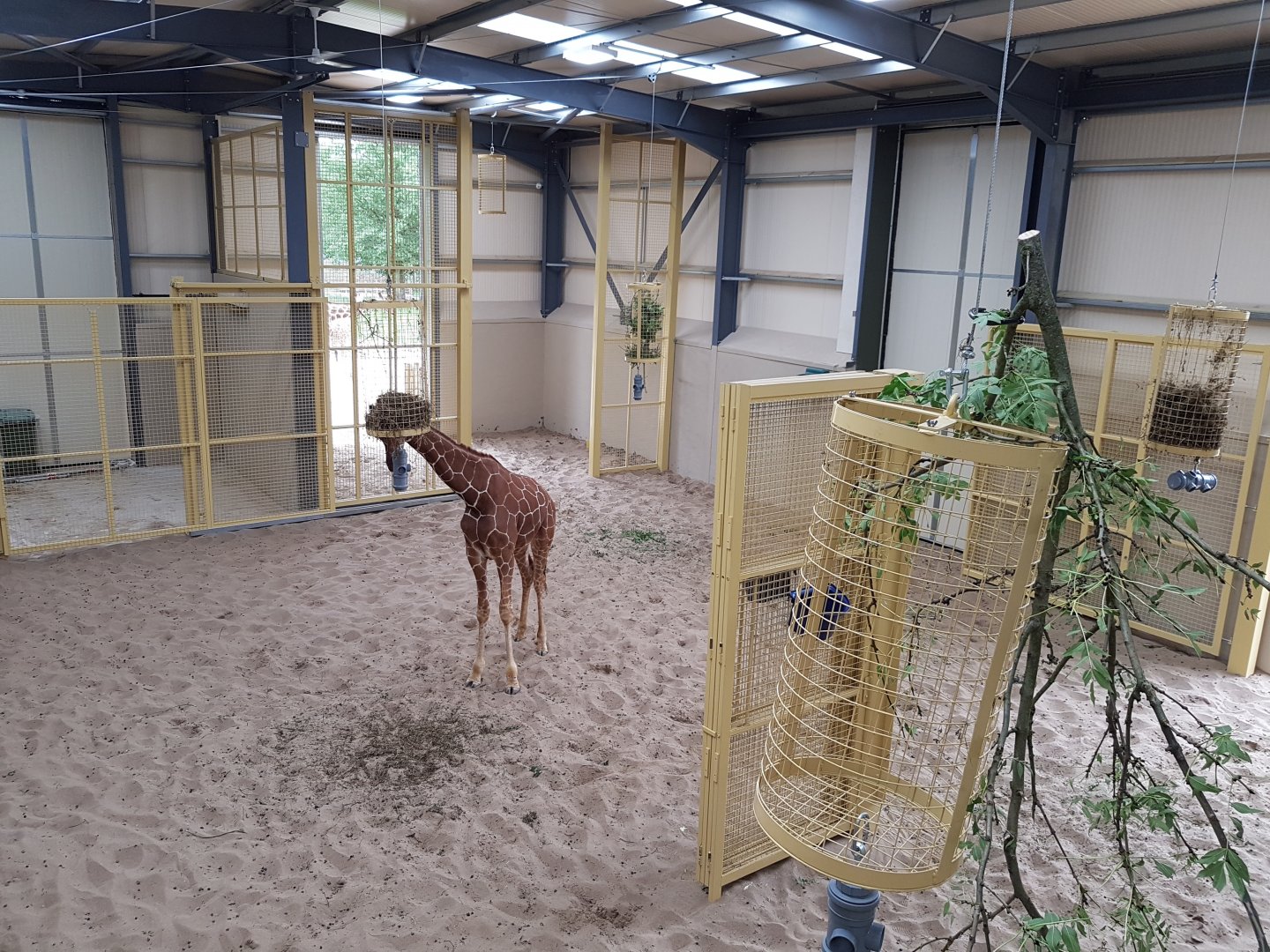 New 2017 Giraffe development (indoors)