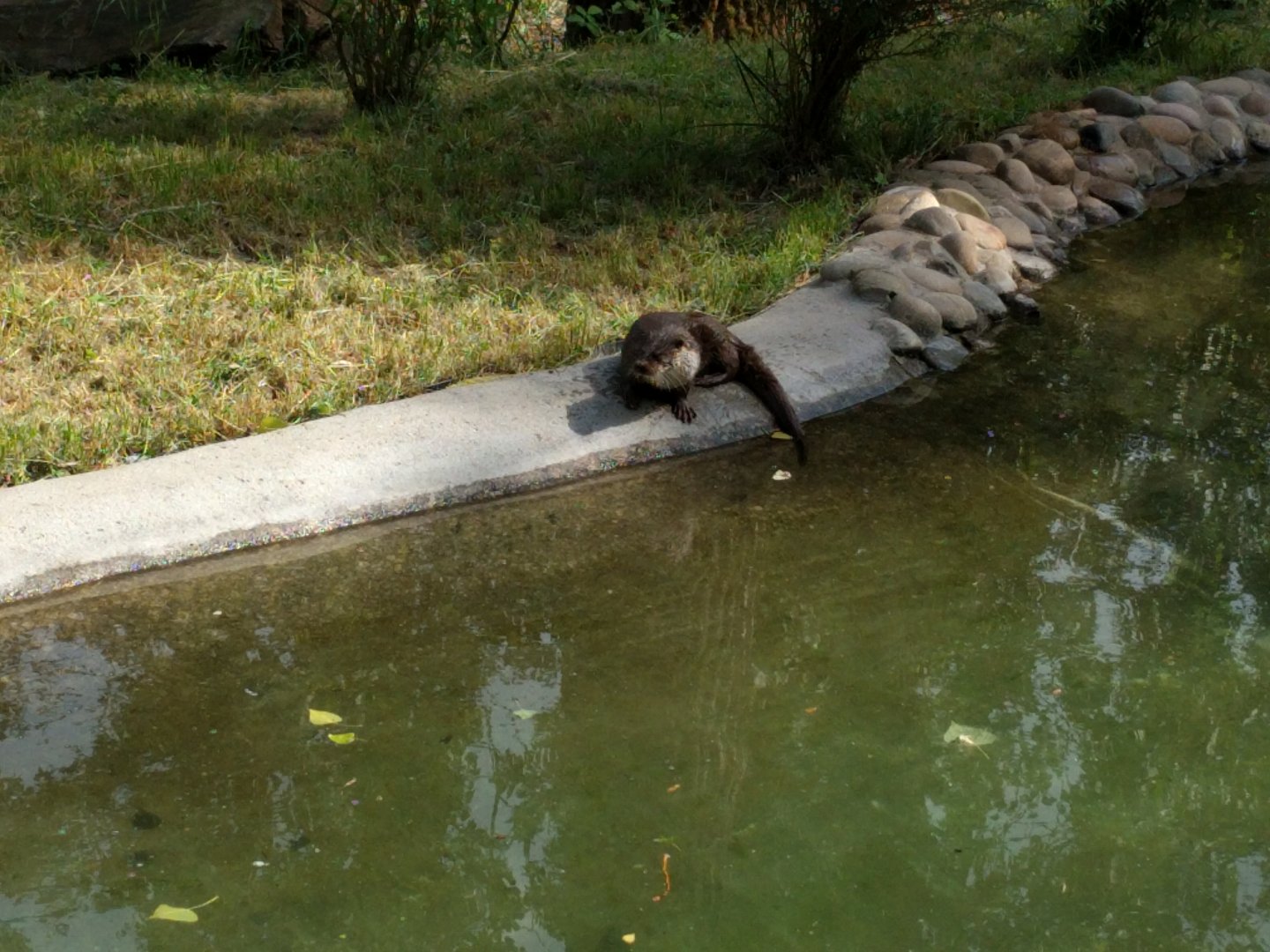 New 2018 River Otter