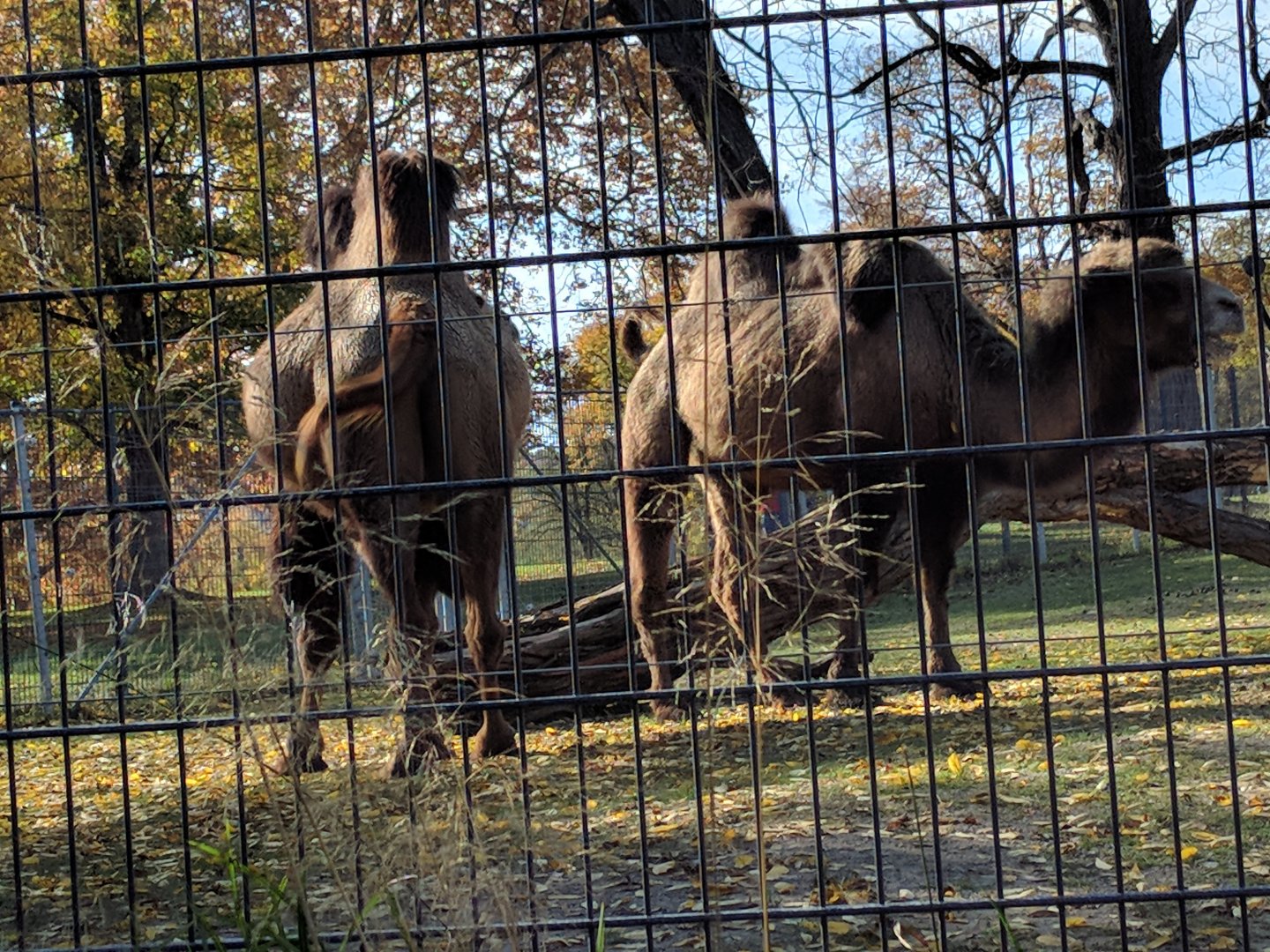 New 2020 Asian hoofstok Enclosure bactrian camels
