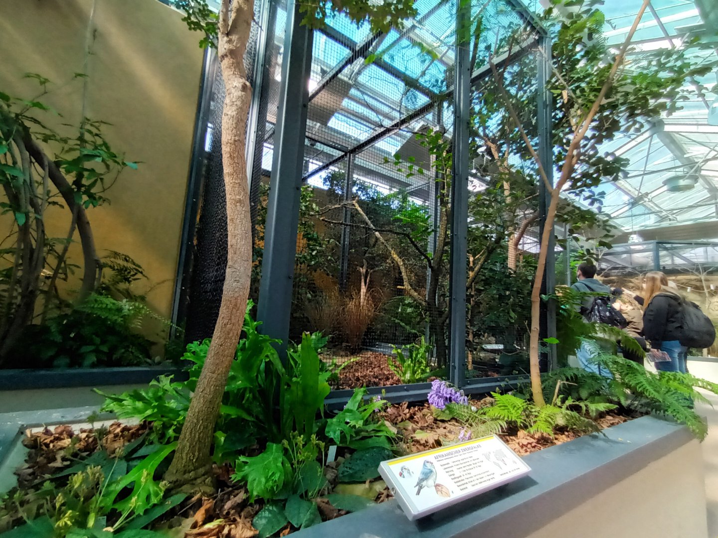 New 2022 small Mammal and Bird House African Pygmy Falcon Aviary