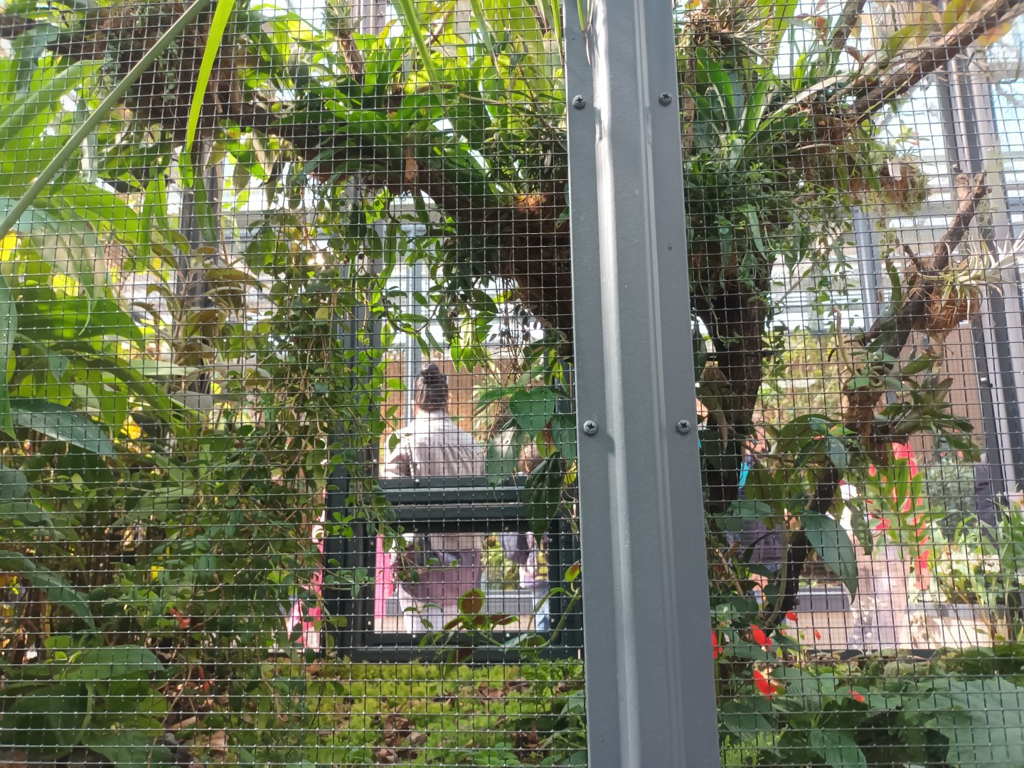 New 2022 small Mammal and Bird House Amazillia Hummingbird Aviary