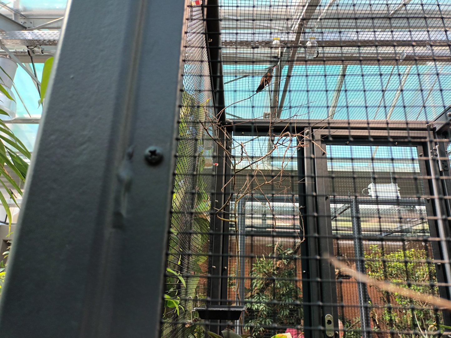 New 2022 small Mammal and Bird House Amazillia Hummingbird