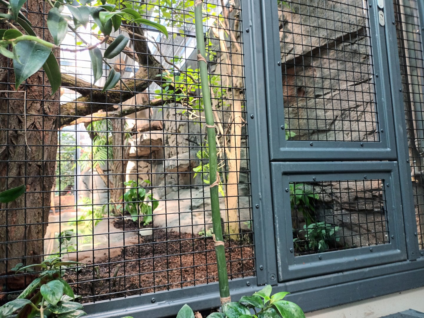 New 2022 small Mammal and Bird House Brown haired Armadillo and southern Tamandua Enclosure