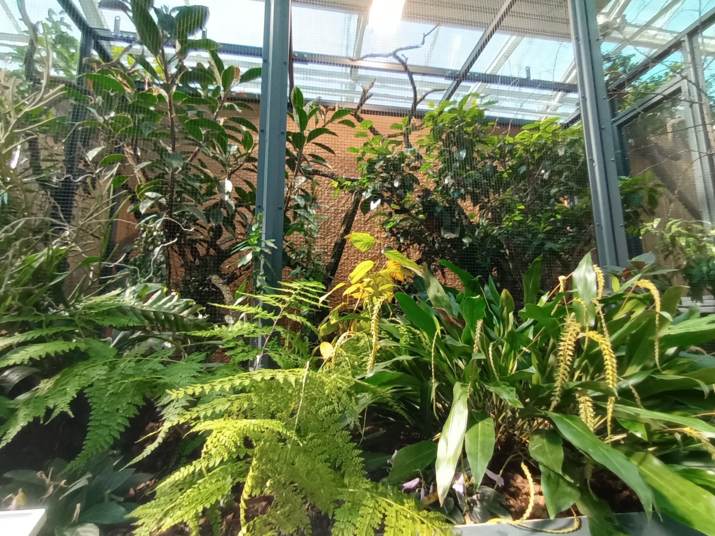 New 2022 small Mammal and Bird House Fruit Dove and King Bird of Paradise Aviary