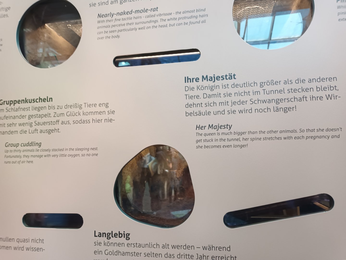 New 2022 small Mammal and Bird House Naked Mole Rat Enclosure