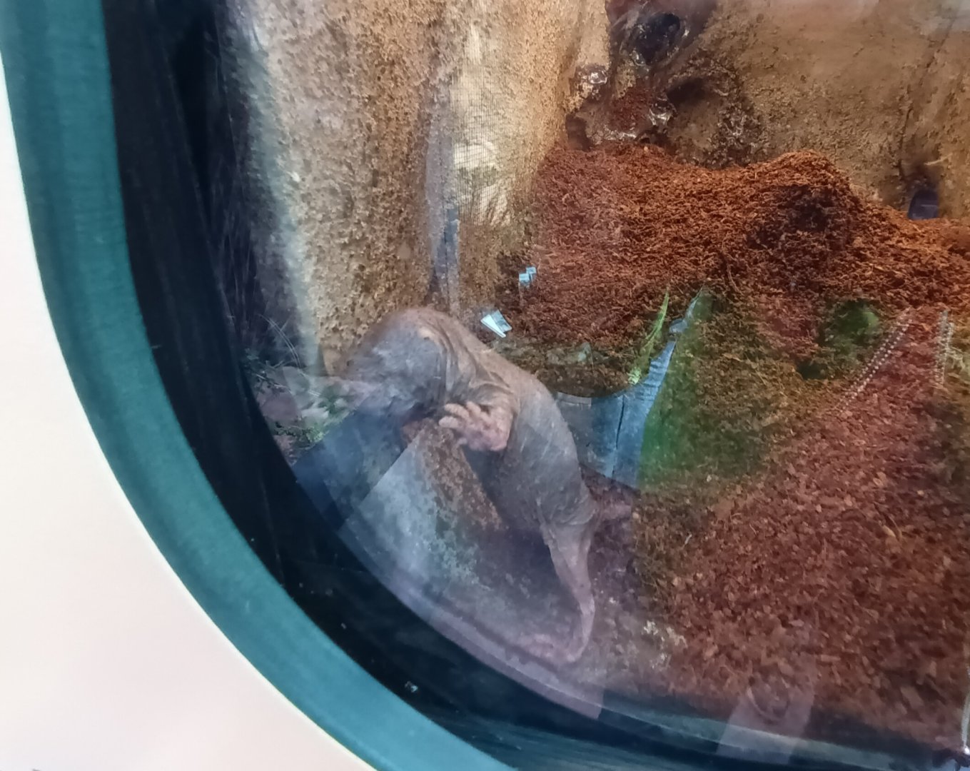 New 2022 small Mammal and Bird House Naked Mole Rat