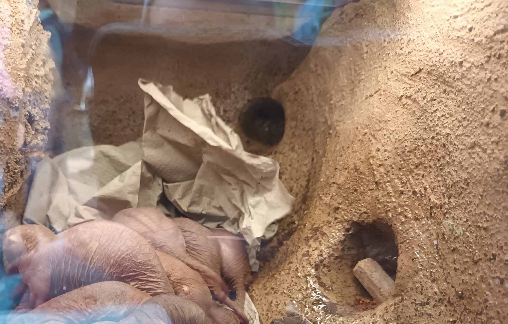 New 2022 small Mammal and Bird House Naked Mole Rats