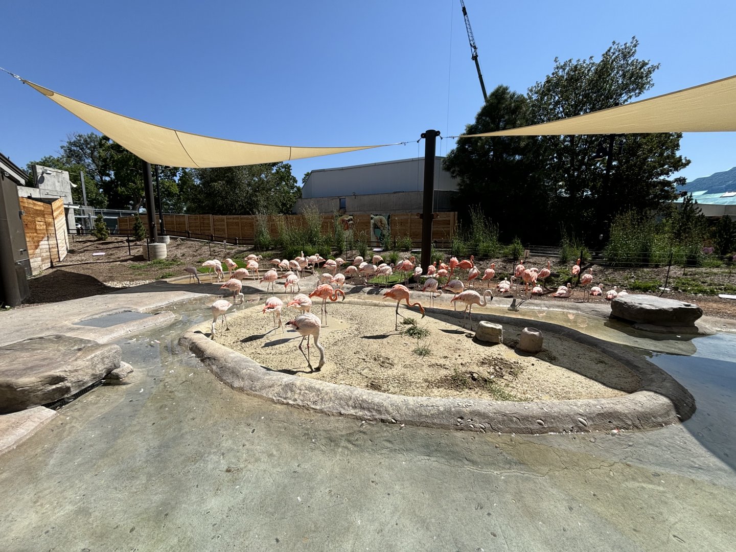 New 2024 Flamingo Exhibit