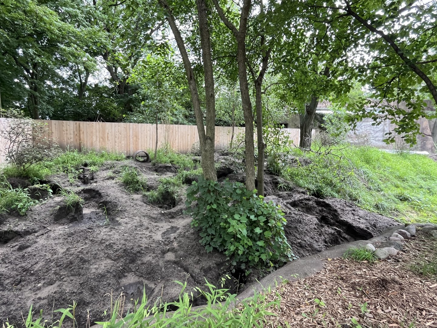 New Aardvark Habitat