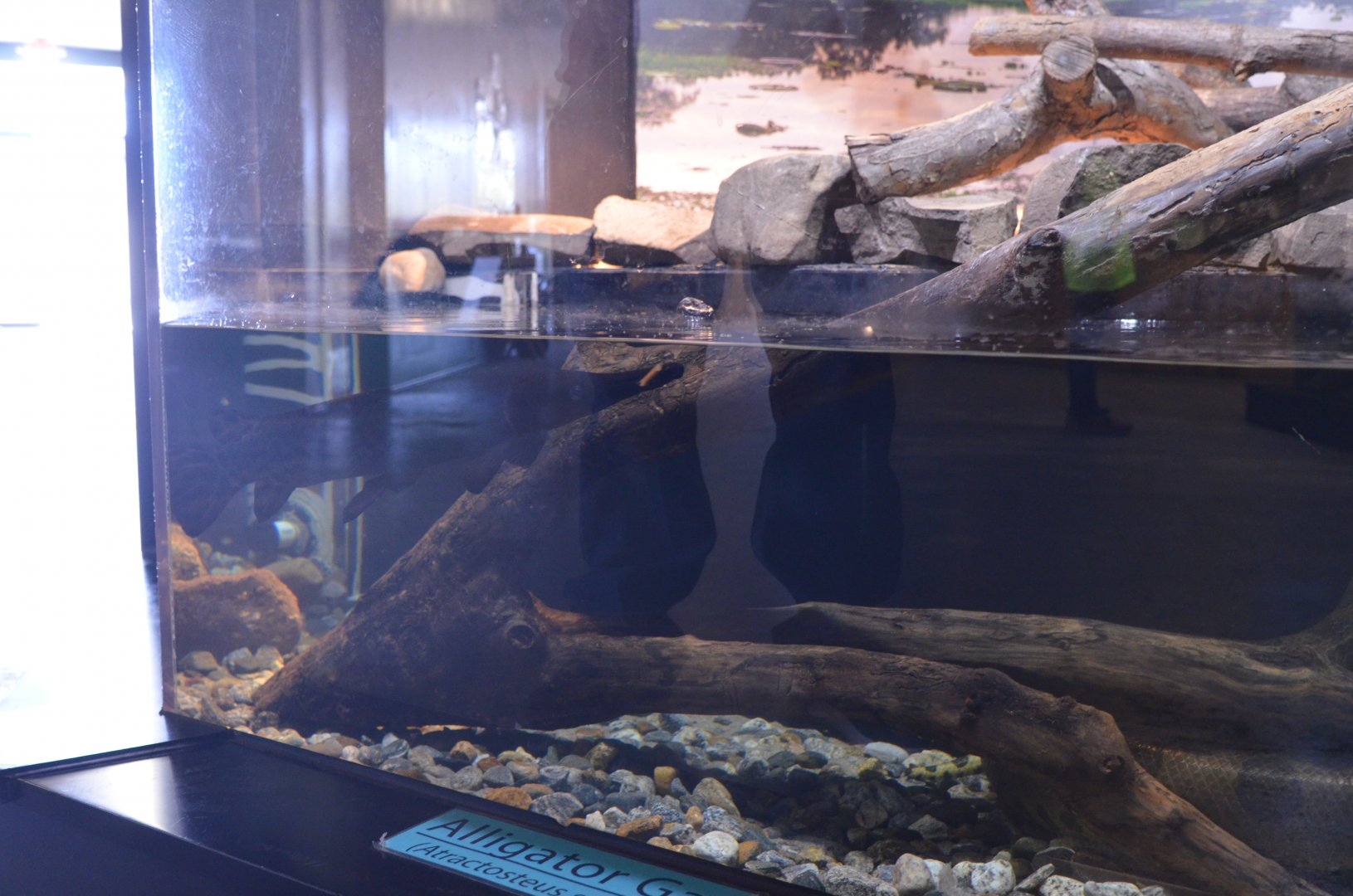 New Addition! Black Alligator Gar