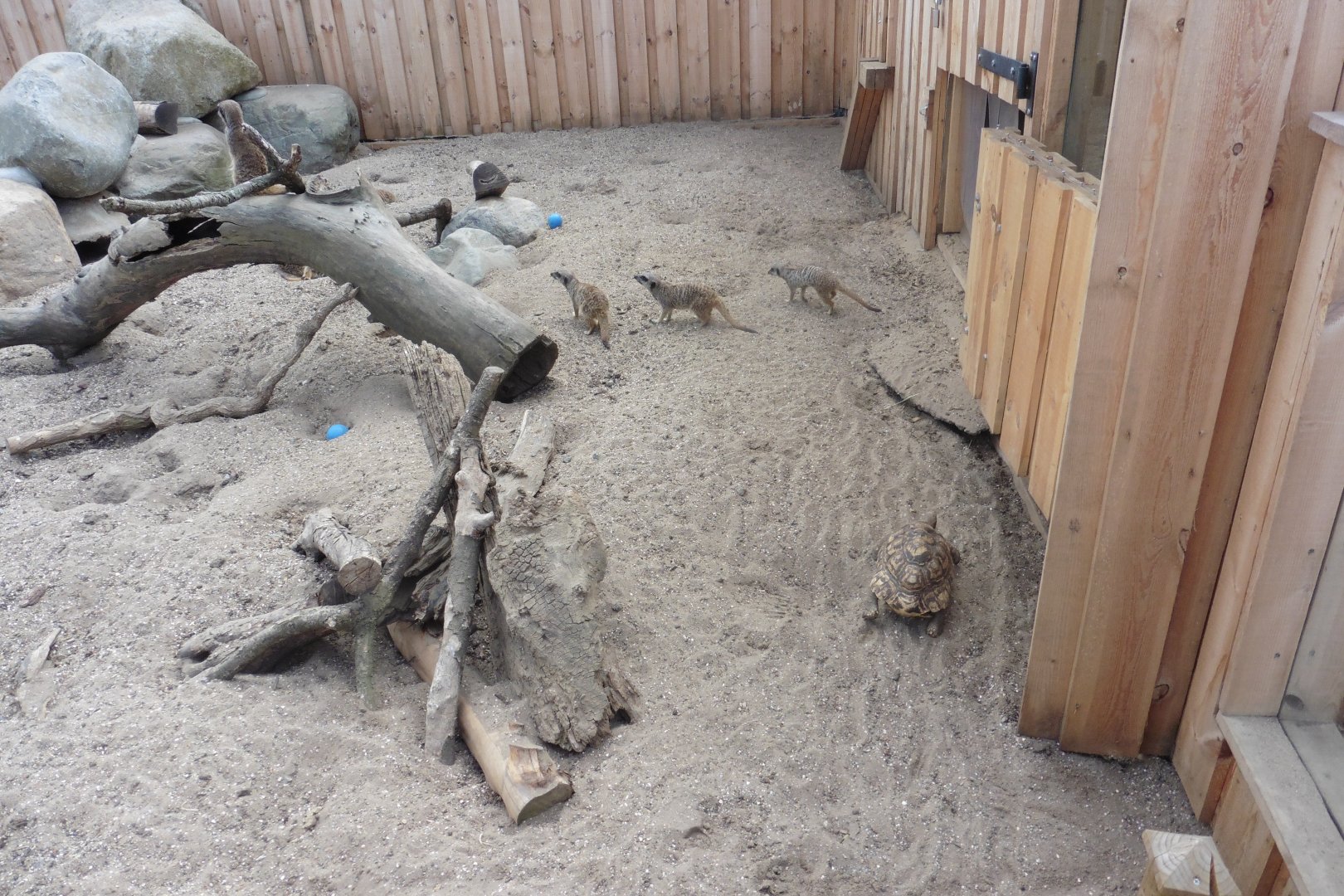 New Africa enclosaure - Meerkats,African Spurred Tortoise,Leopard Tortoise