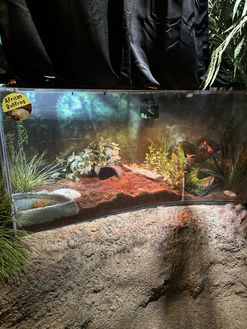 NEW African Bullfrog Exhibit