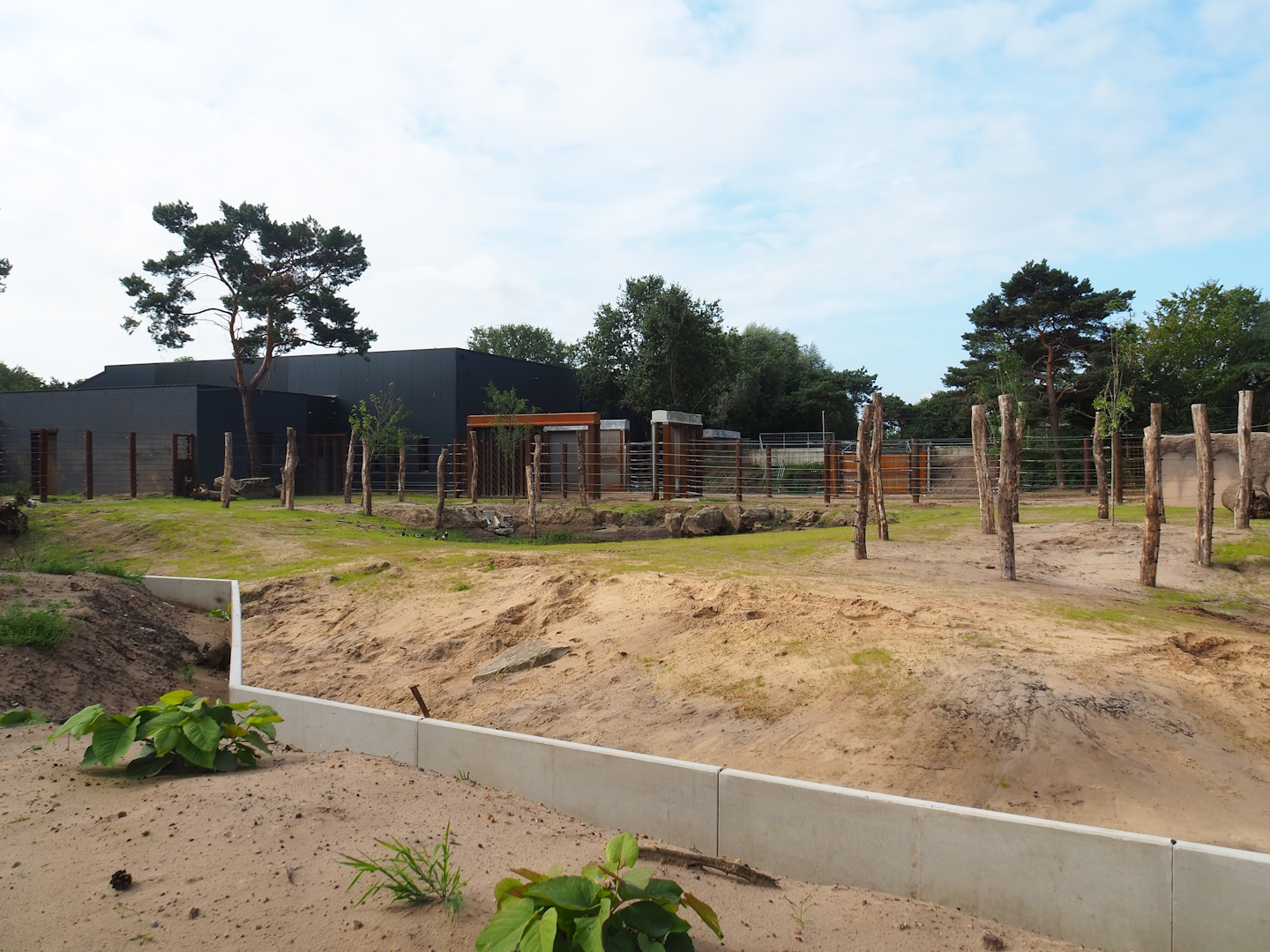 New African bush elephant bull paddock, 2023-08-15