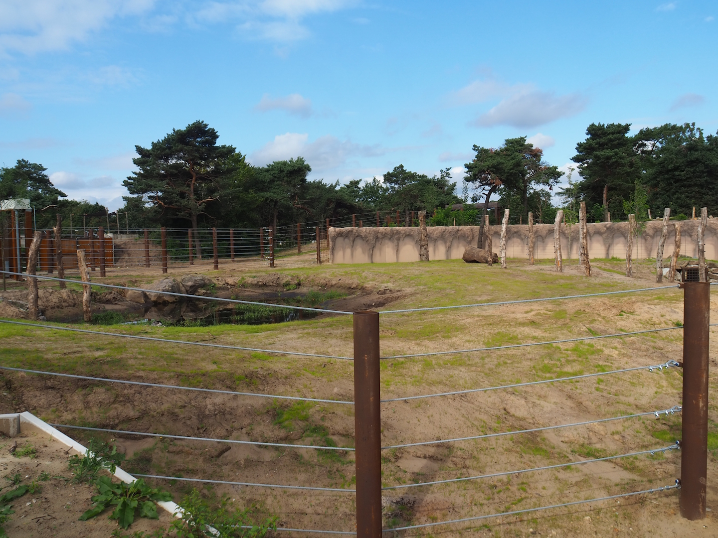 New African bush elephant bull paddock, 2023-08-15