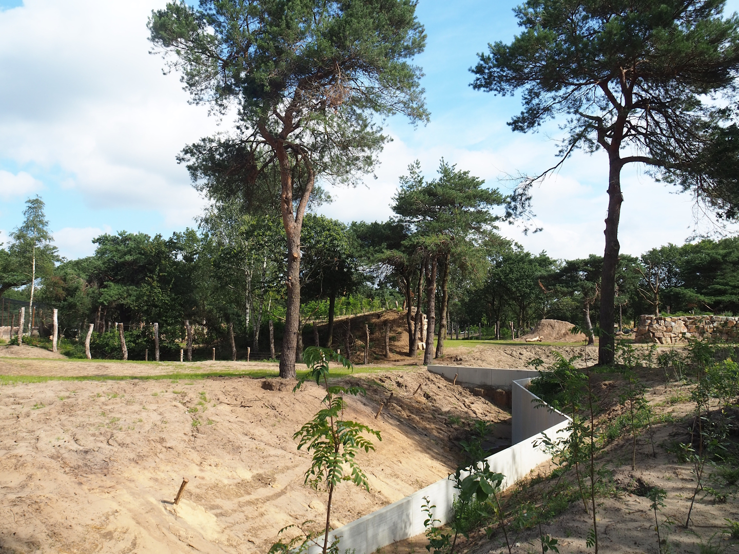 New African bush elephant valley, 2023-08-15