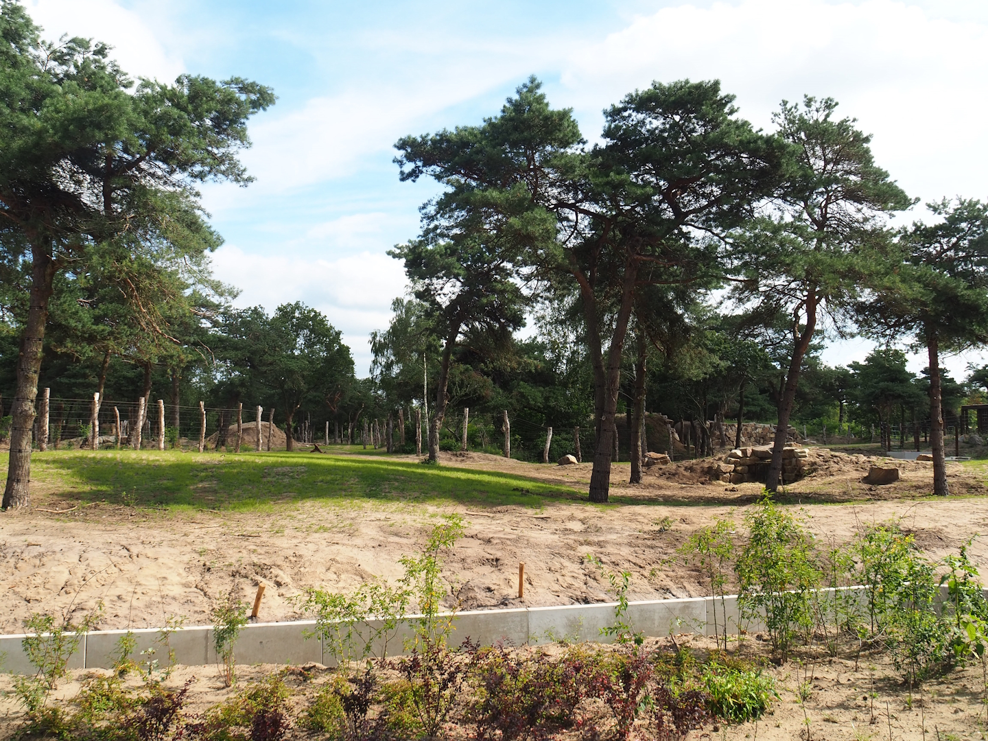 New African bush elephant valley, 2023-08-15