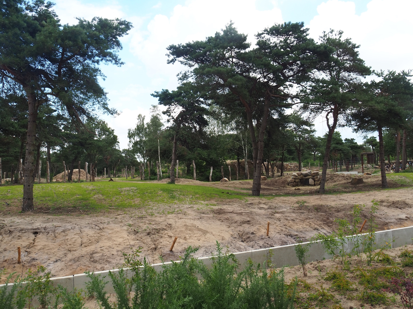 New African bush elephant valley, 2023-08-15