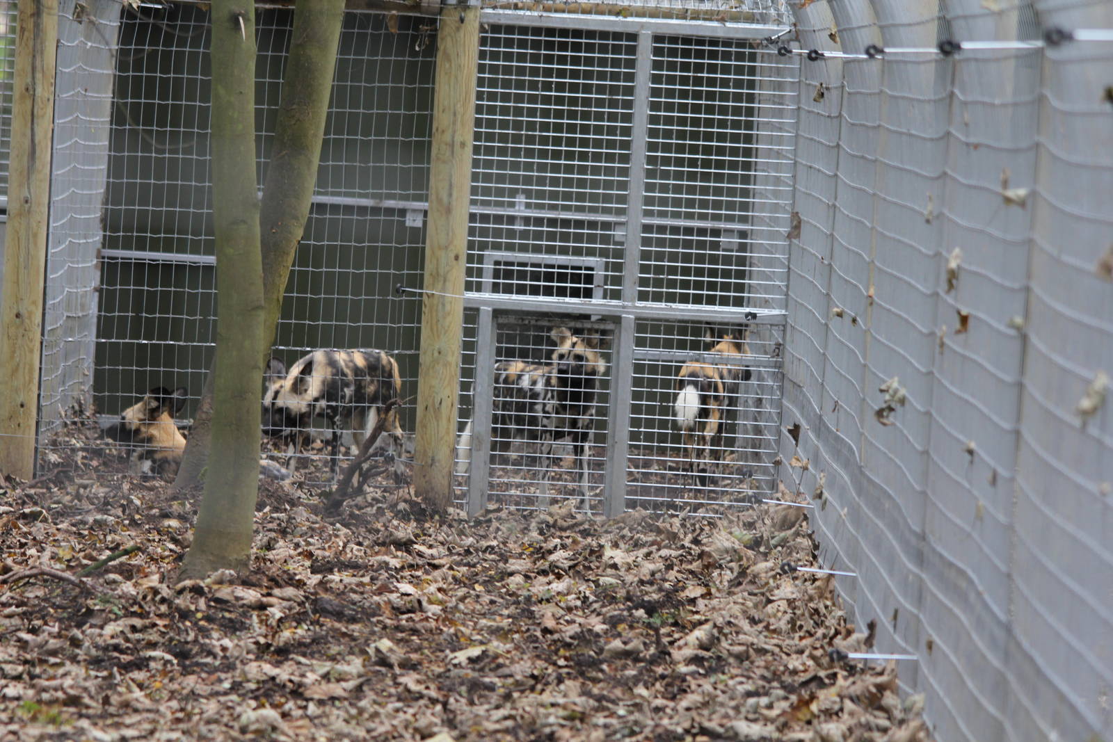 New African Hunting Dogs 26-10-14