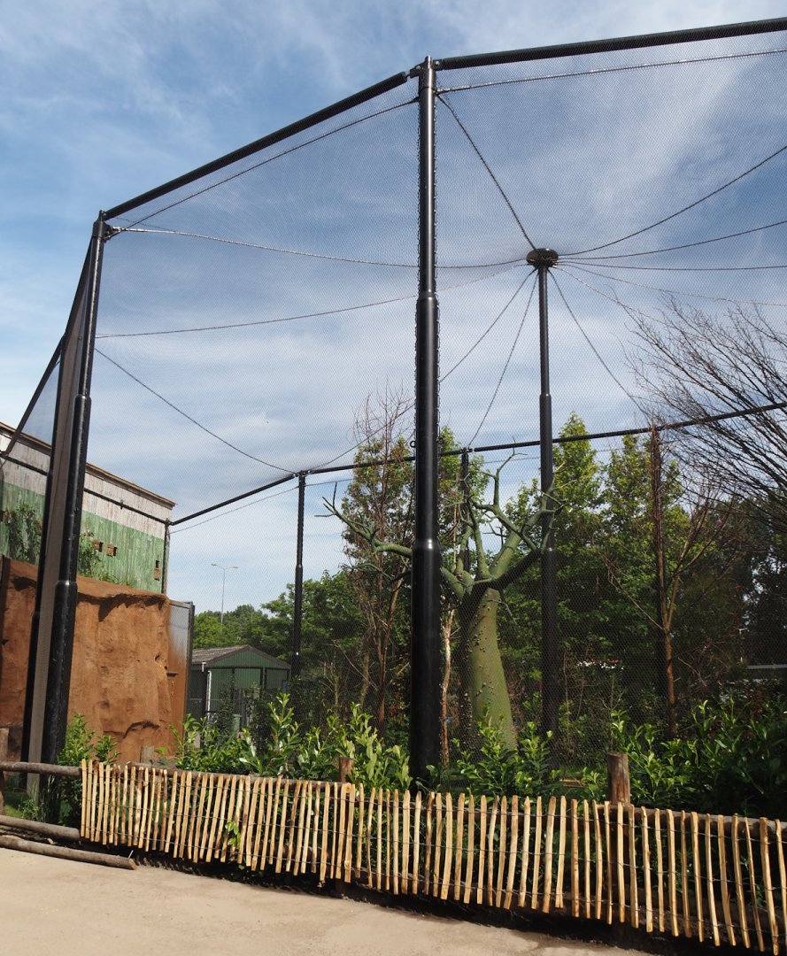 New African jungle aviary, opening in July, 2024-06-29