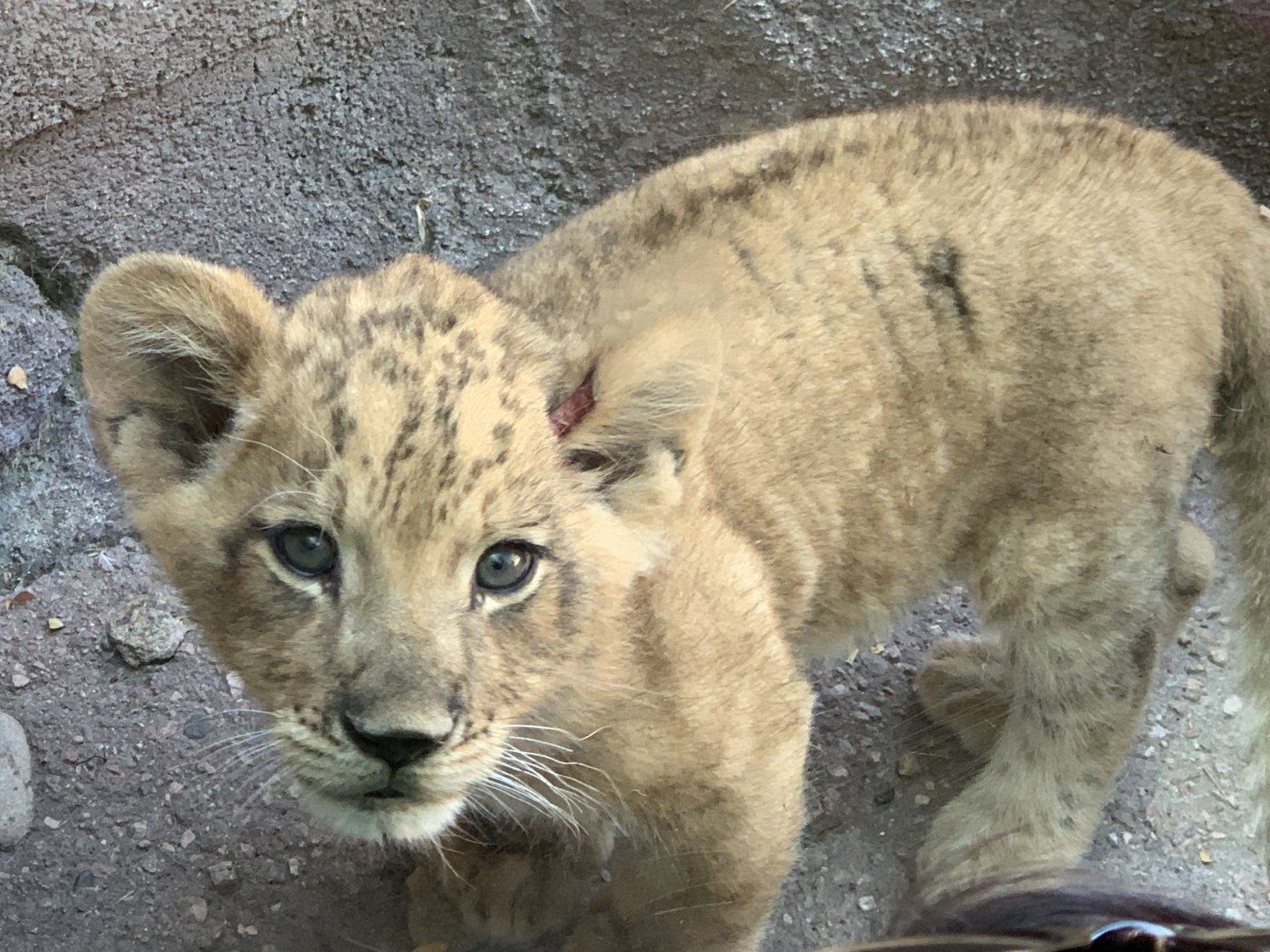 New African Lion Cub