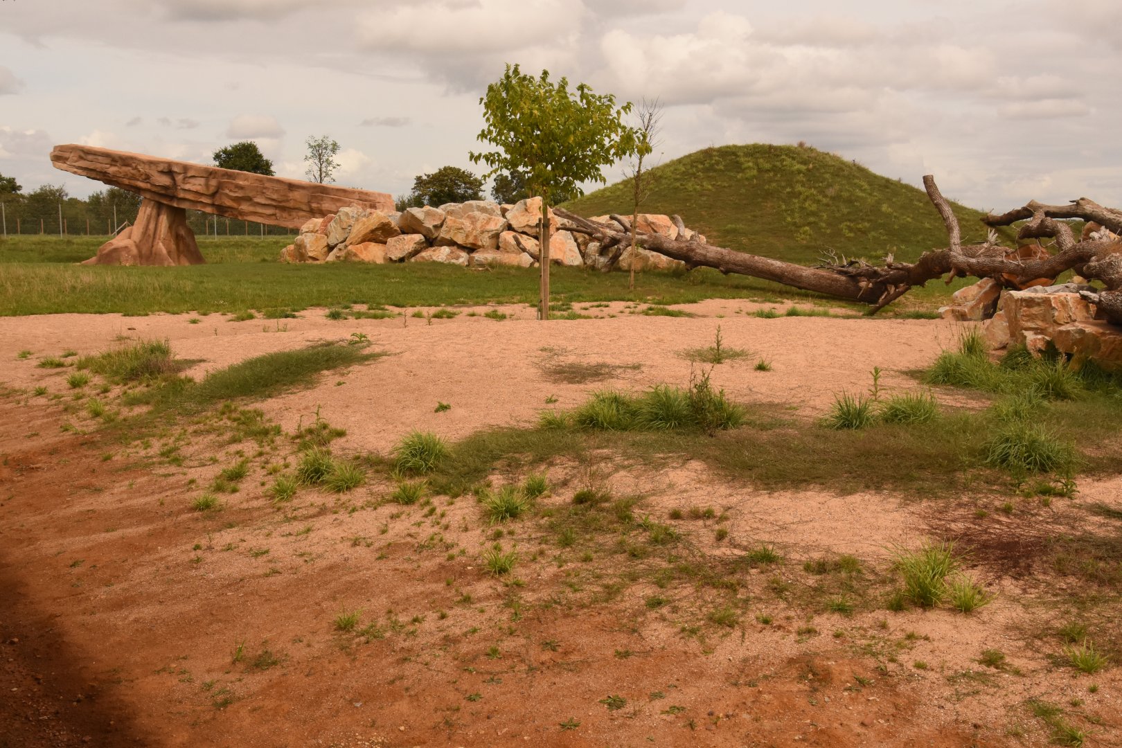 New African Lion enclosure