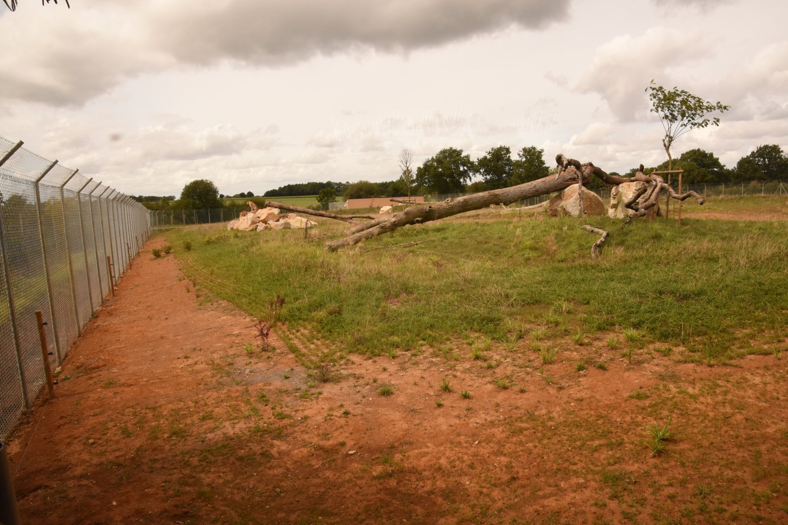 New African Lion enclosure