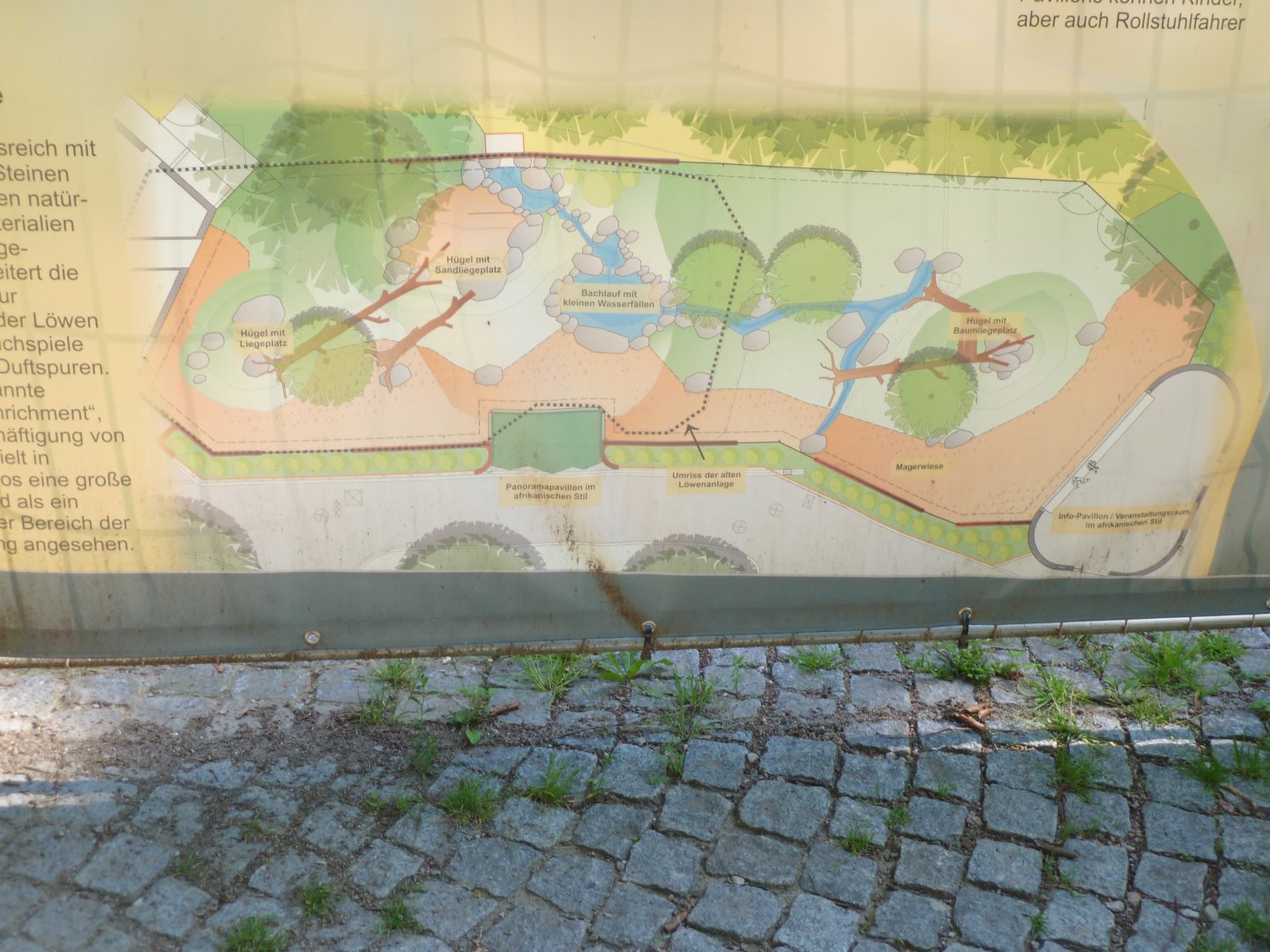 New African lion enclosure