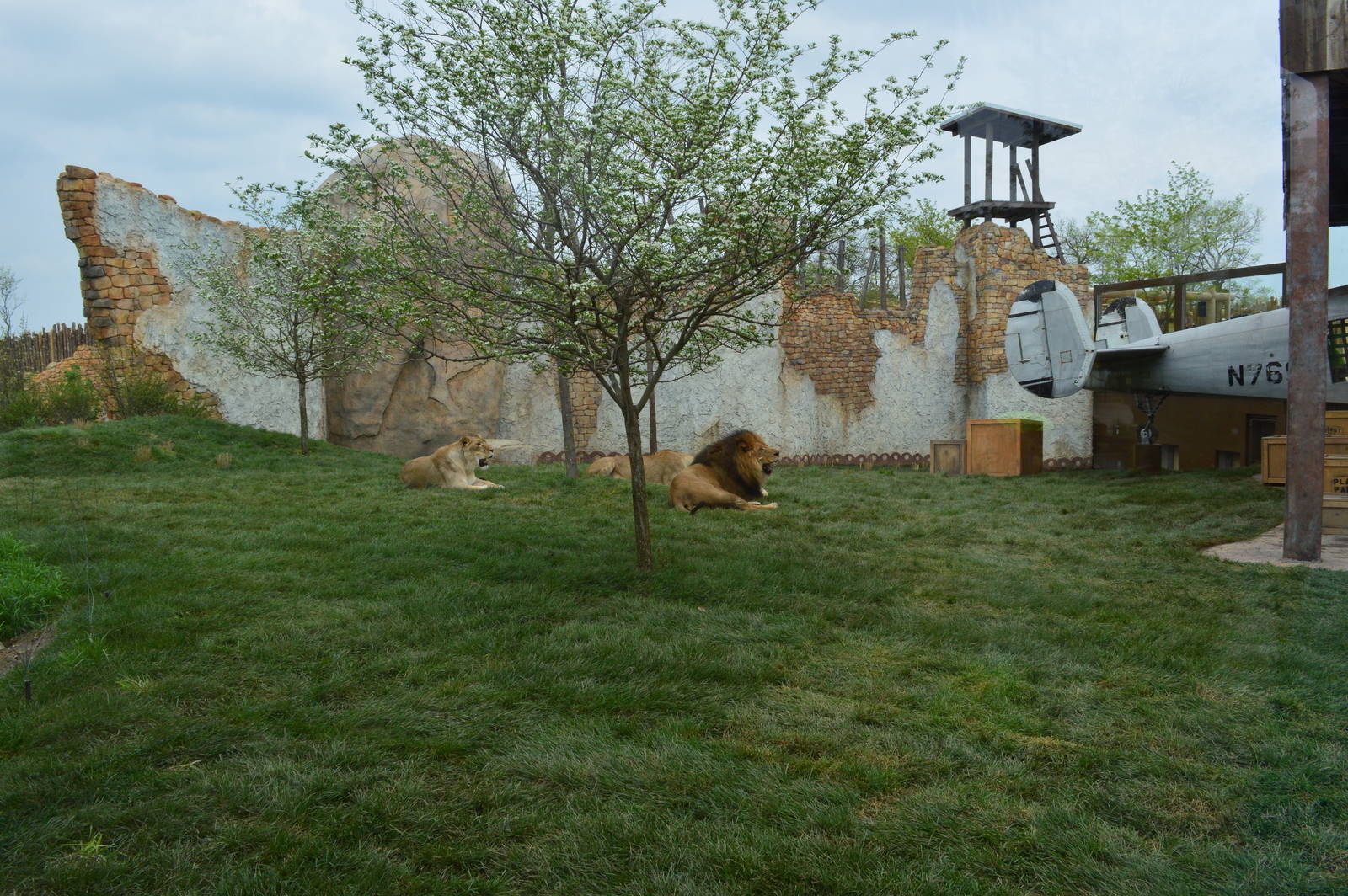 New African lion exhibit