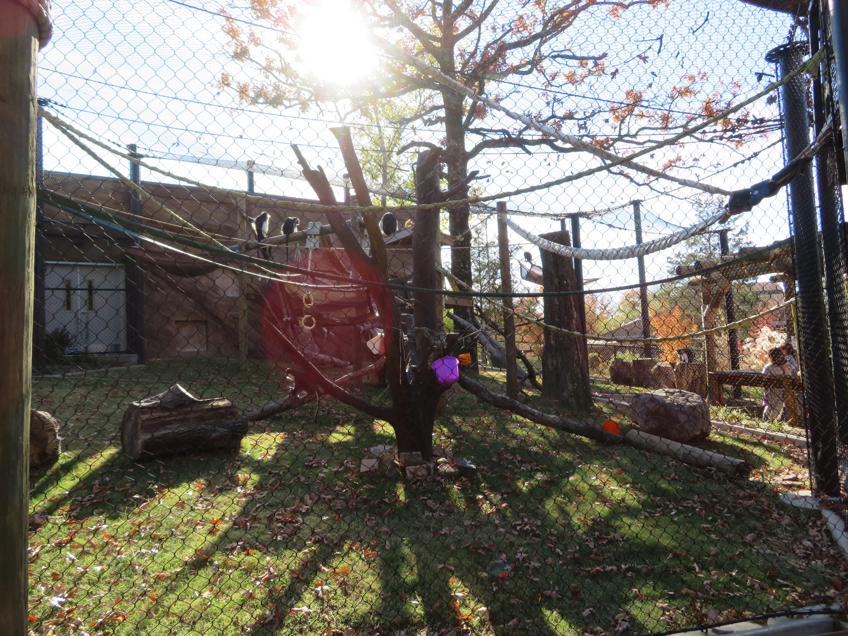 New African Monkey Exhibit