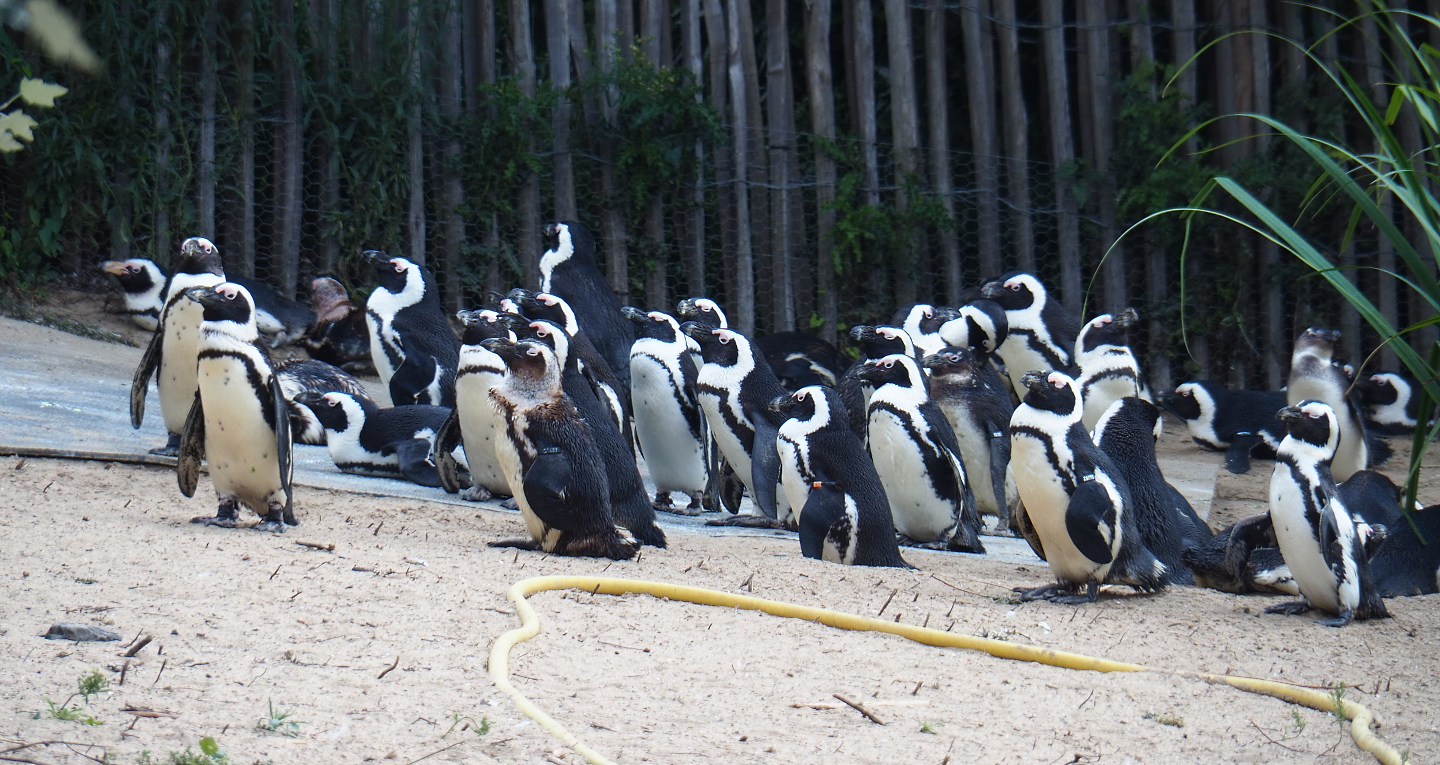 New African penguin group (Spheniscus demersus), 2020-09-02