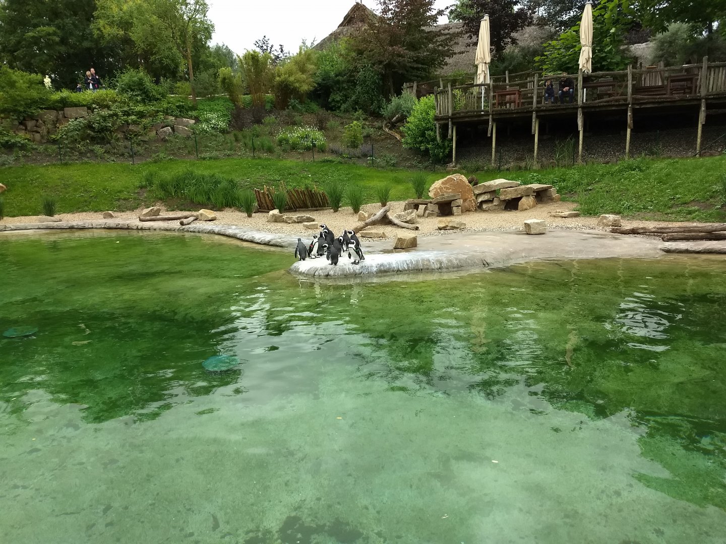 New African pinguin enclosure