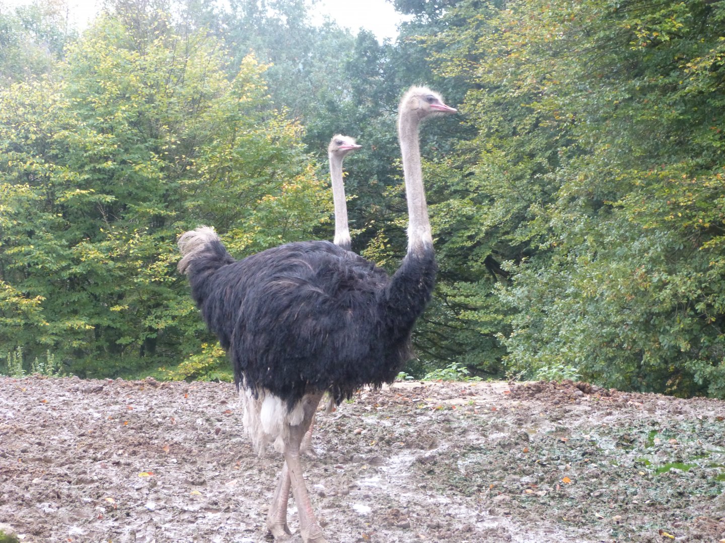 New African plain - Parc animalier de Bouillon