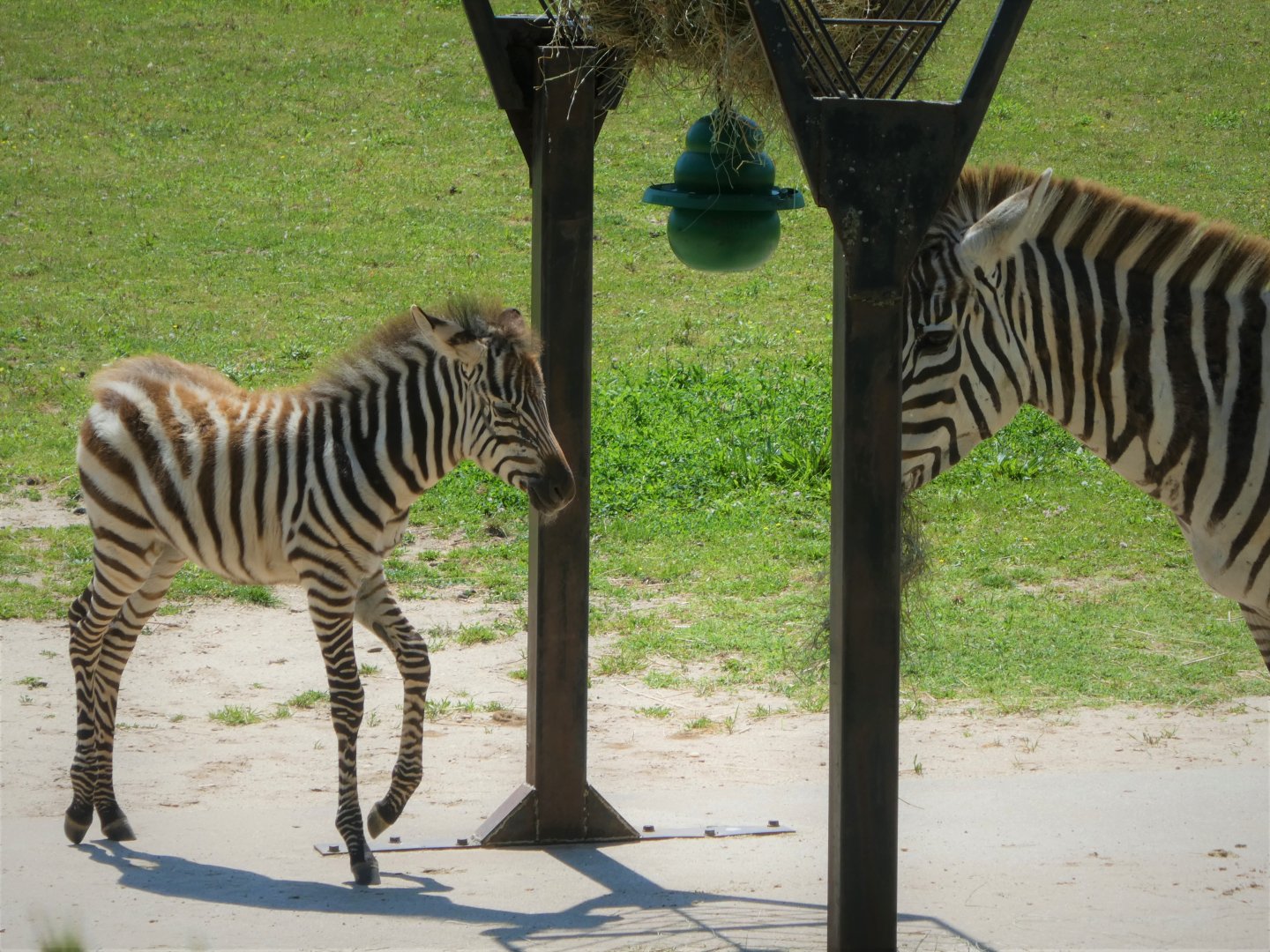 NEW - African Savanna - Grant's Zebra Foal