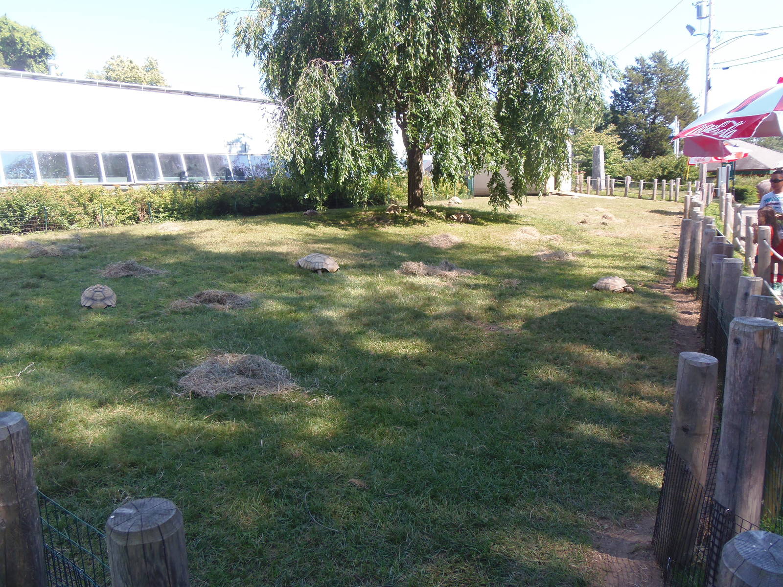 New African Spurred Tortoise Exhibit