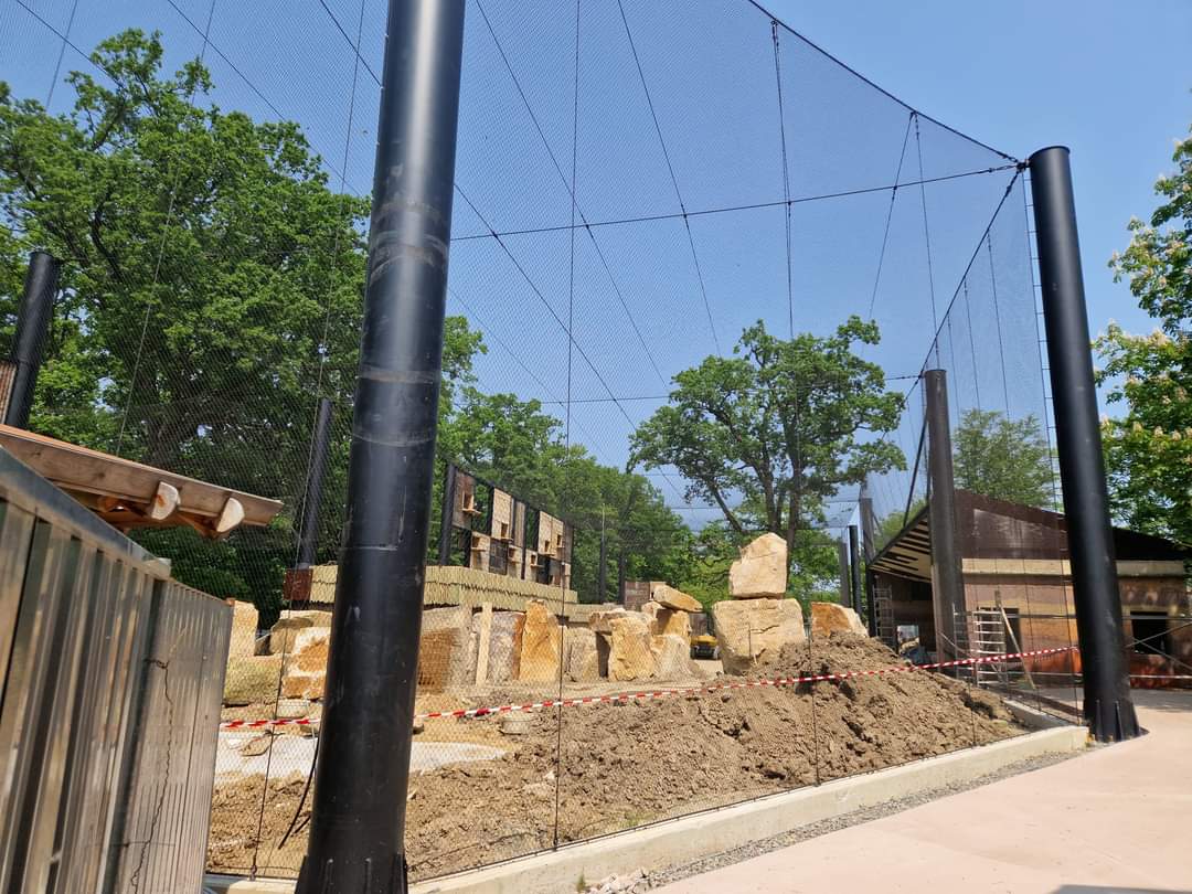 New African Vultures Aviary soon
