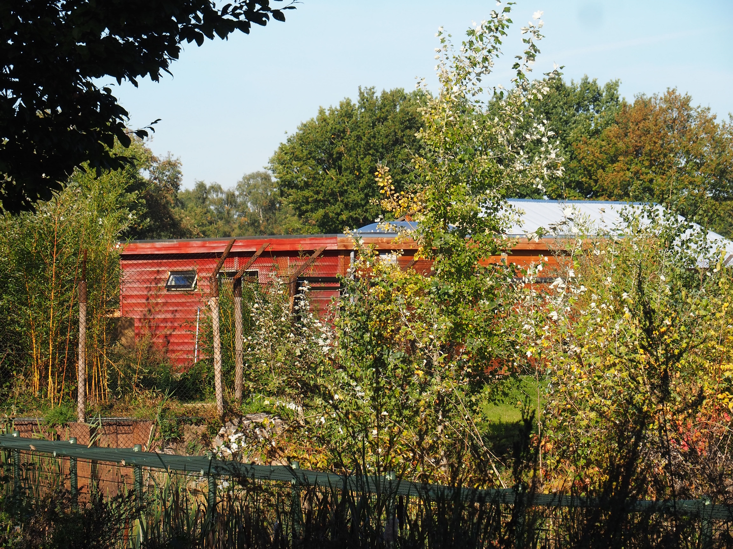 New African wild dog and meerkat barn, seen across the African lion exhibit, 2022-10-09