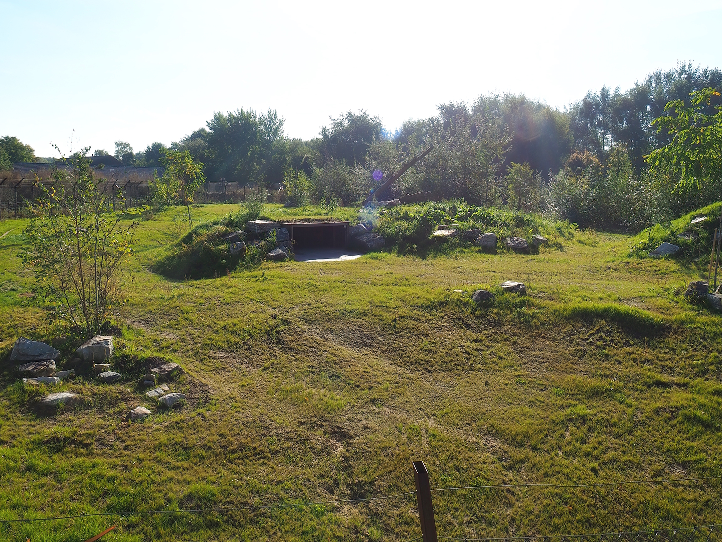 New African wild dog exhibit, 2022-10-09