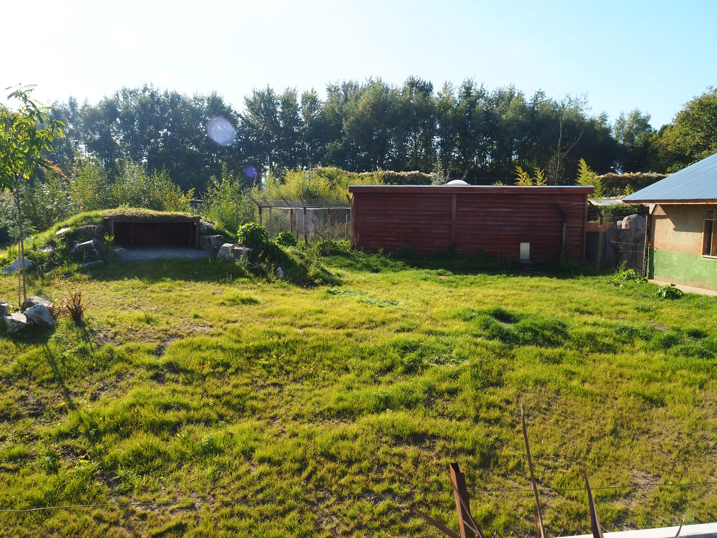 New African wild dog exhibit, 2022-10-09