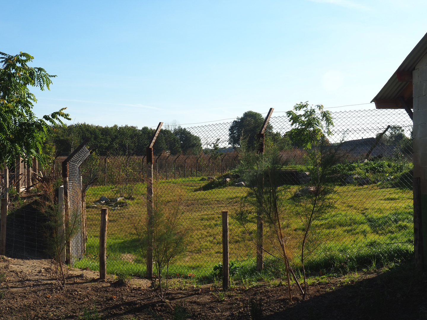 New African wild dog exhibit, 2022-10-09