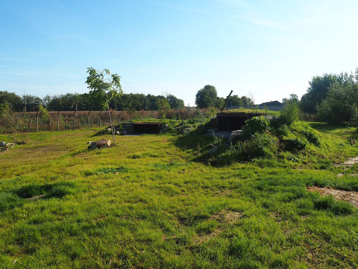 New African wild dog exhibit, 2022-10-09