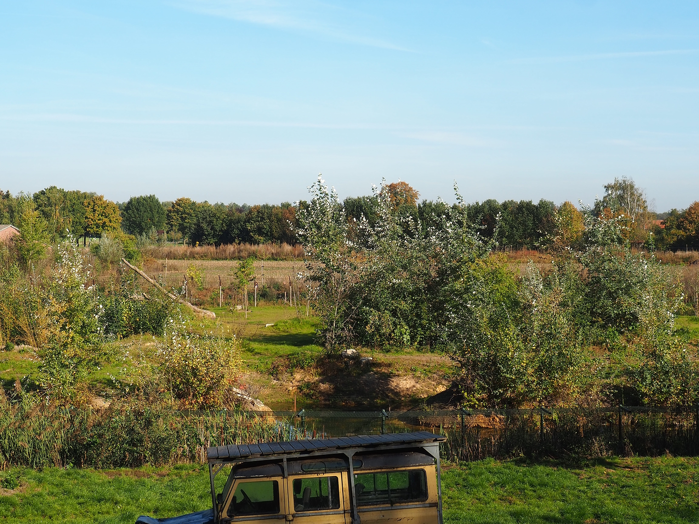 New African wild dog exhibit, seen across the African lion exhibit, 2022-10-09