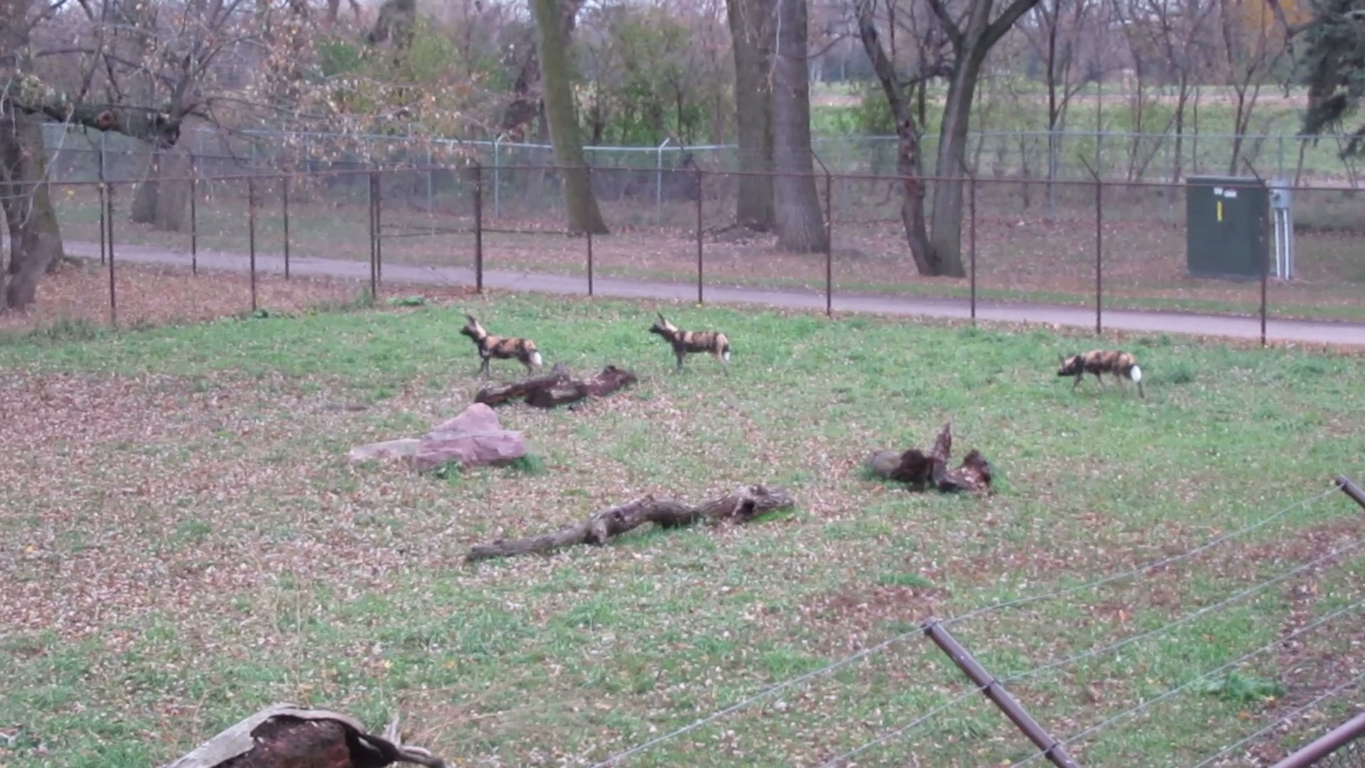 (New) African Wild Dogs