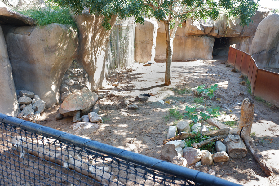 new Aldabra tortoise exhibit